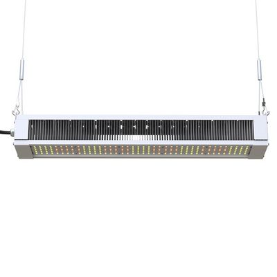 Οι πλήρεις οδηγήσεις φάσματος RikoLite 240W αυξάνονται τον ελαφρύ λεπτό φραγμό, οι οδηγήσεις δενδροκηποκομίας AL1100 αυξάνονται τα φω'τα